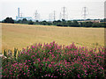 Wheat field by Dux Court Road