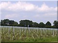 Ugly ducklings: newly planted vineyard, north of Charity Down