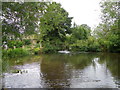 River Wylye at Mill Farm