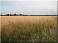 View towards Mill Farm