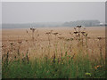 Wheat field off Lidsing Road