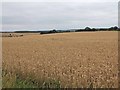 Fields near Russell