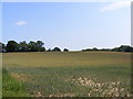 TM2450 : Field near to the footpath to Hasketon Road & Mill Lane by Geographer
