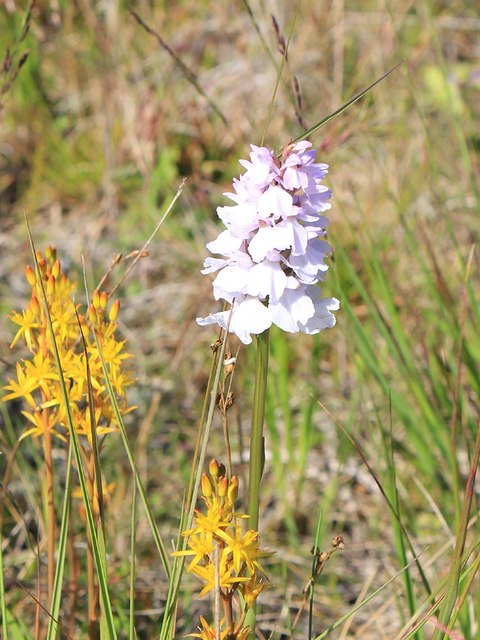 Orchid on hillside above Glen Fyne