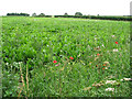 Poppies on edge of sugar beet field, Southgate