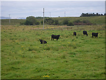 G2421 : Listless cows with ample grass by C Michael Hogan