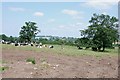 Field of Cows, Upper Haughton House Farm