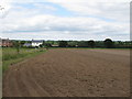 Recently harvested potato field