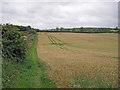 Footpath by a wheat field