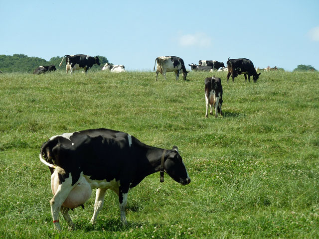 Extremely well-endowed cow © Robin Webster :: Geograph Britain and Ireland