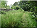 Footpath skirting Gelli Wrgan Farm