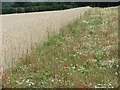 SU3739 : Wildflowers growing along a field headland, north of Fullerton by Stefan Czapski