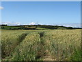 Crop land north of Struell Wells Road