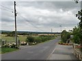 Roadside flowers on Low Moor Lane