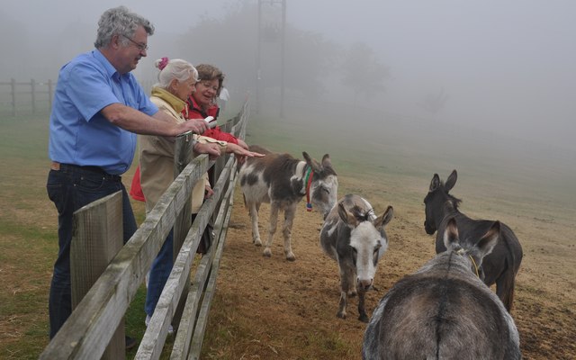 East Devon : Sidmouth Donkey Sanctuary