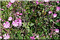 Flowers on the bridleway