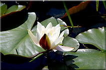 O2116 : Water Lily, Powerscourt, County Wicklow, Ireland by Christine Matthews