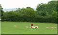 Grazing near Stags Head, Ceredigion