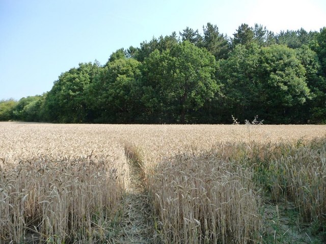 Wheatfield with tractor tracks