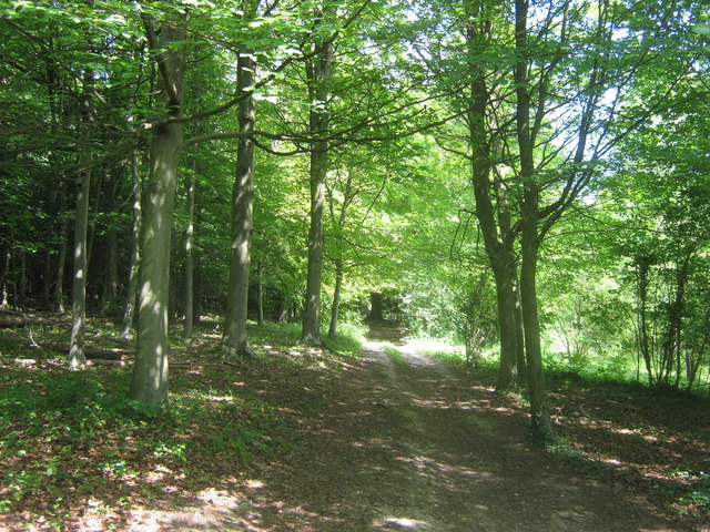 Track in Cuckoo Wood