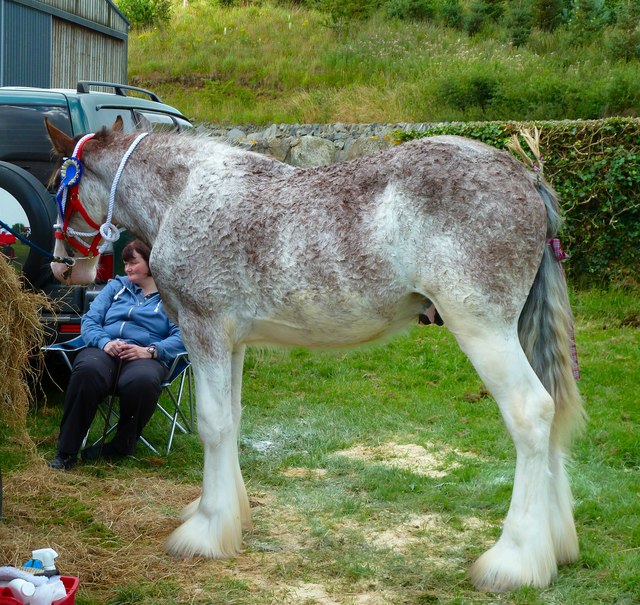 Strawberry Roan Clydesdale © Andy Farrington cc-by-sa/2.0 :: Geograph ...