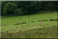 Red Deer (Cervus elaphus) at Auchingarrich Wildlife Centre