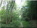 Footpath in Snotsdale Wood