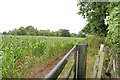 Sweetcorn on the side of Hobb Lane