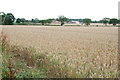 Field of Wheat