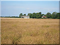 Oil seed rape near Molash