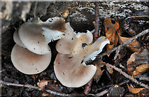 J4681 : Fungus, Crawfordsburn Country Park 2011-2 by Albert Bridge
