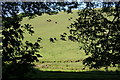 Cows on a hillside near Rickham