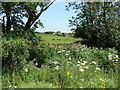 Himalayan Balsam on bank of River Rother tributary