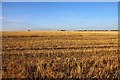 A harvested field by Kingsey Road