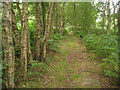 SU5469 : Path by Briff Lane by Mr Ignavy