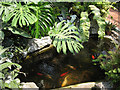 Goldfish pool in the tropical house, Victoria Park 