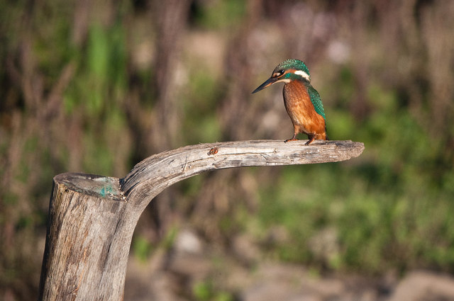 Female Kingfisher - River Ogmore