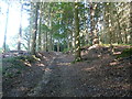 Bridleway into Duncton Common