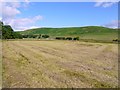 Hay making between Barrow Burn and River Coquet