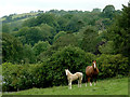 Grazing and woodland south-west of Llangeitho, Ceredigion