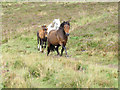 SX6981 : Dartmoor ponies near Hookney Tor by Stephen Craven