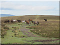 SX7080 : Dartmoor ponies on Hamel Down  by Stephen Craven
