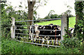 Cattle near Dromore