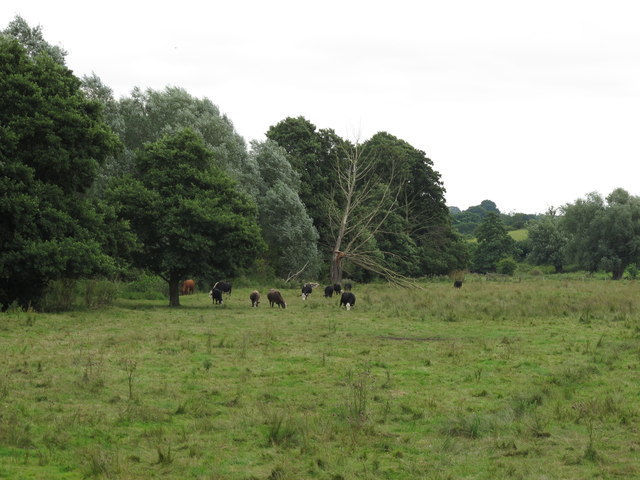 Field near Stutton Brook