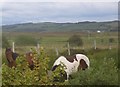 G7383 : Horses grazing on the roadside verge by C Michael Hogan