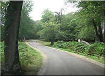 SU2407 : Bolderwood Arboretum Ornamental Drive by Stuart Logan