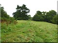 Greenhill Down, animal tracks