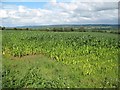 Crop field next to the A359 at Seat Hill