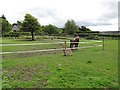 Horse at Shaugh Prior