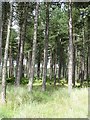 NO4923 : Tentsmuir Forest by Richard Webb
